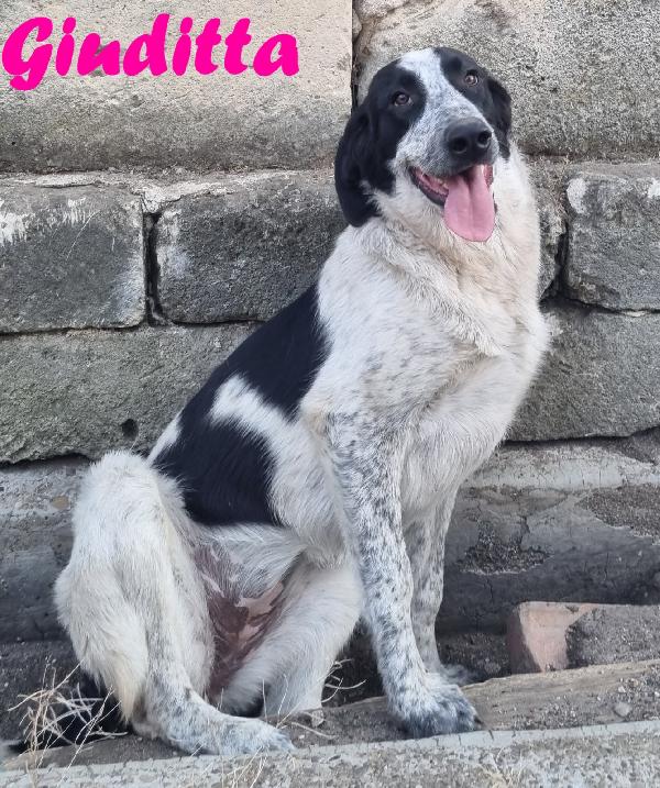 GIUDITTA CUCCIOLOTTA FEMMINA Foto 4