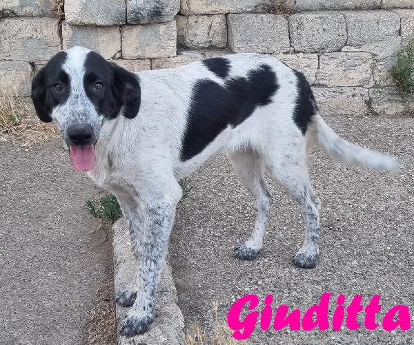 GIUDITTA CUCCIOLOTTA FEMMINA Foto 5
