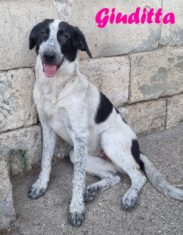 GIUDITTA CUCCIOLOTTA FEMMINA Foto 6
