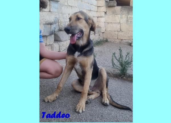 Taddeo Cucciolone Mix Pastore Tedesco