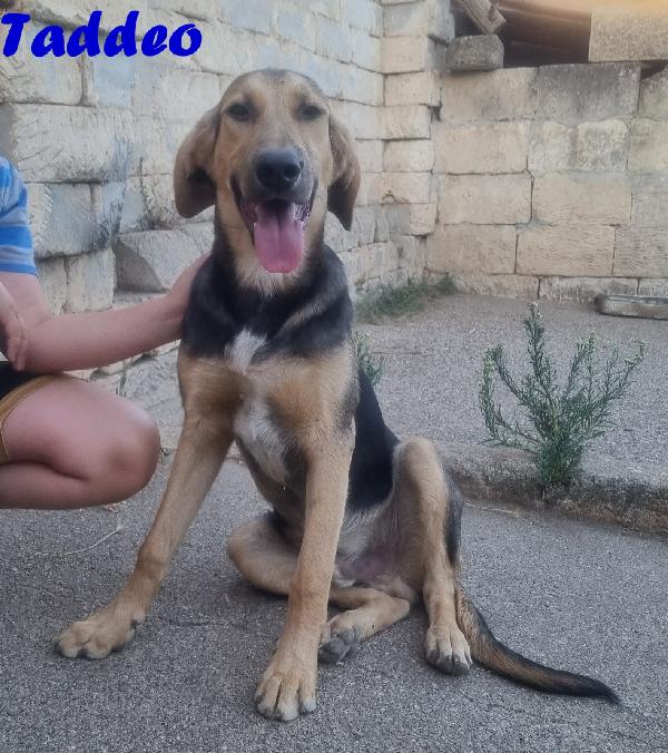 TADDEO CUCCIOLONE MIX PASTORE TEDESCO Foto 2