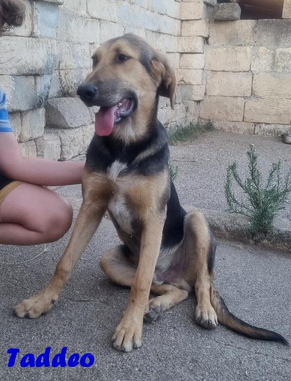 TADDEO CUCCIOLONE MIX PASTORE TEDESCO Foto 3