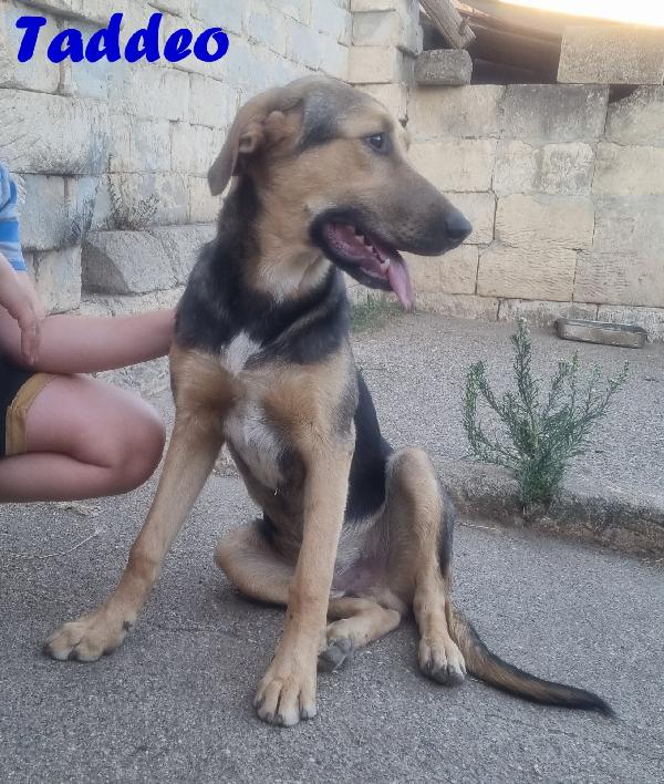 TADDEO CUCCIOLONE MIX PASTORE TEDESCO Foto 4