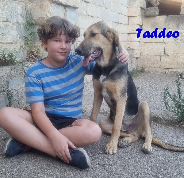 TADDEO CUCCIOLONE MIX PASTORE TEDESCO Foto 5