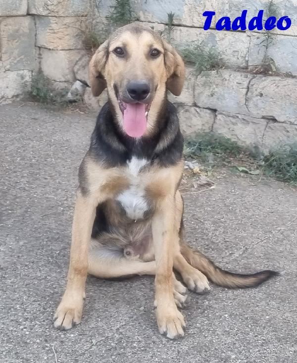 TADDEO CUCCIOLONE MIX PASTORE TEDESCO Foto 6