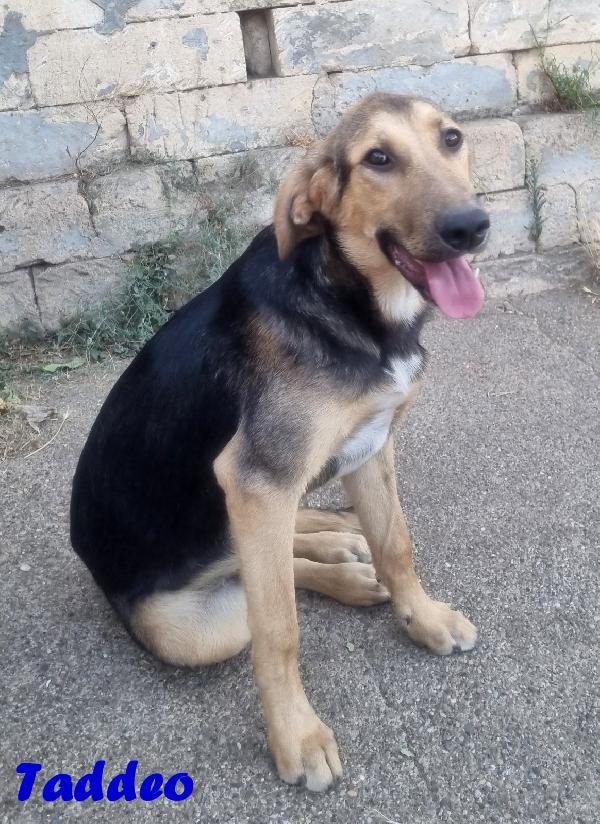 TADDEO CUCCIOLONE MIX PASTORE TEDESCO Foto 7