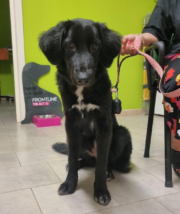 Lola Cucciolotta Femmina 