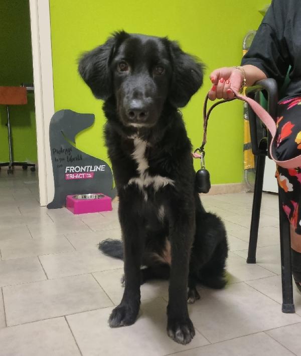 LOLA CUCCIOLOTTA FEMMINA  Foto 2