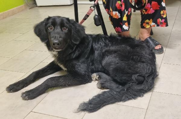 LOLA CUCCIOLOTTA FEMMINA  Foto 4