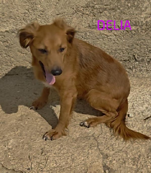 🐾 Delia, Una Vita Da Ricostruire Con Amore