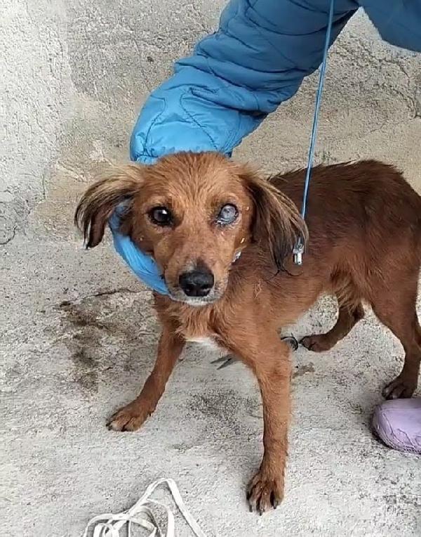 ❤️ Delia, un occhietto in meno ma un cuore immenso Foto 4