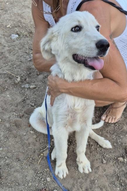 Cagnolino Bianco Giovane Salvato Conciatissimo!  Sud