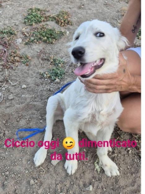 Cagnolino bianco giovane salvato conciatissimo!  SUD Foto 2