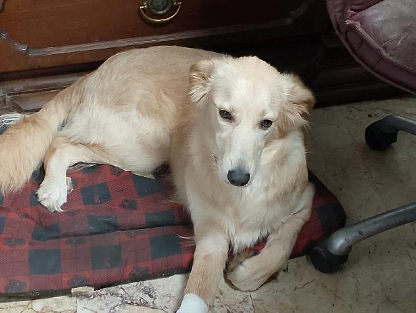 🐾 Kora, La Forza Di Una Cucciola Speciale 🌸🐾