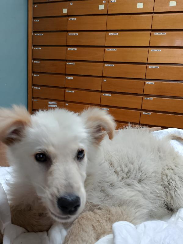 🐾 Kora, la forza di una cucciola speciale 🌸🐾 Foto 2