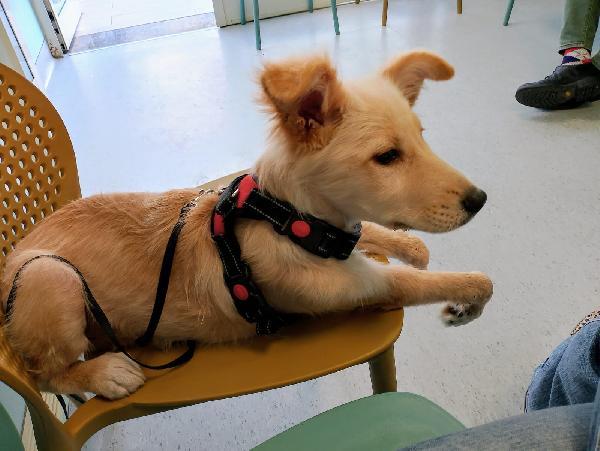 🐾 Kora, la forza di una cucciola speciale 🌸🐾 Foto 8