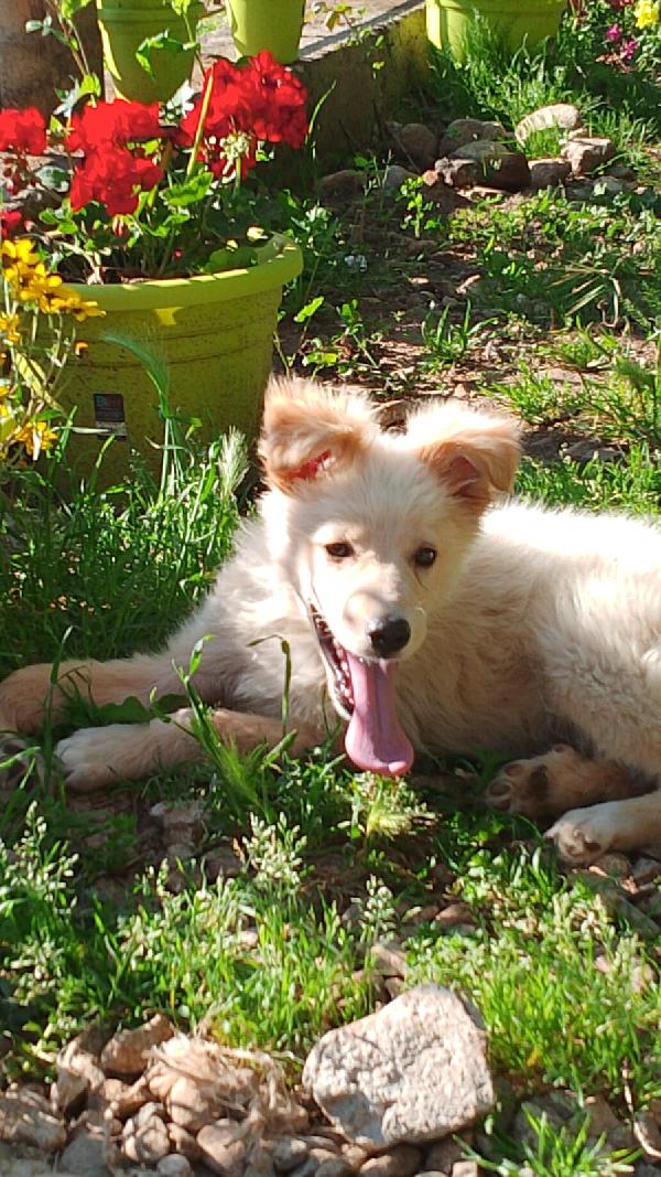 🌸🐾 Kora dolce cucciola cerca casa 🏠💕 Foto 3