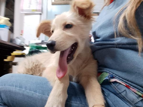 🌸🐾 Kora dolce cucciola cerca casa 🏠💕 Foto 4