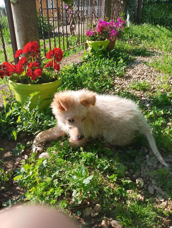 🌸🐾 Kora dolce cucciola cerca casa 🏠💕 Foto 5