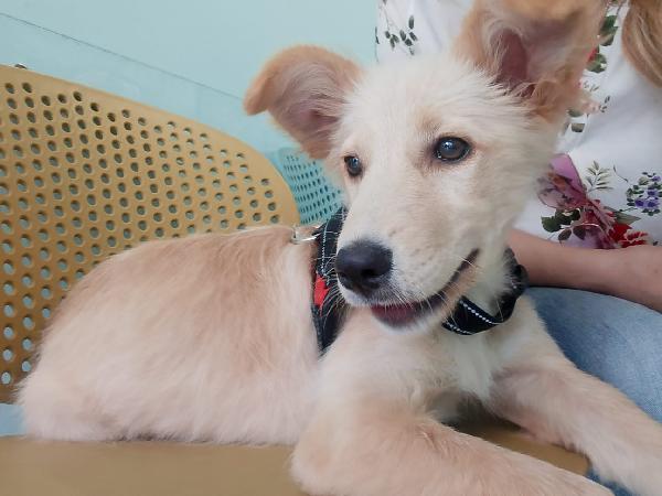 🌸🐾 Kora dolce cucciola cerca casa 🏠💕 Foto 6