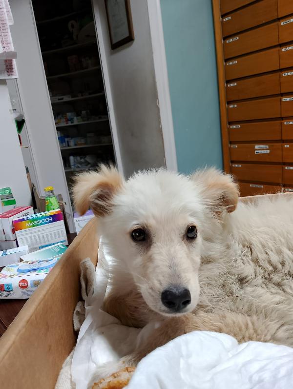 🌸🐾 Kora dolce cucciola cerca casa 🏠💕 Foto 7