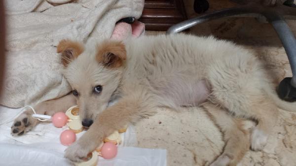 🌸🐾 Kora dolce cucciola cerca casa 🏠💕 Foto 9