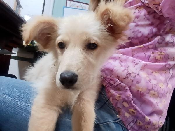 🌸🐾 Kora dolce cucciola cerca casa 🏠💕 Foto 10