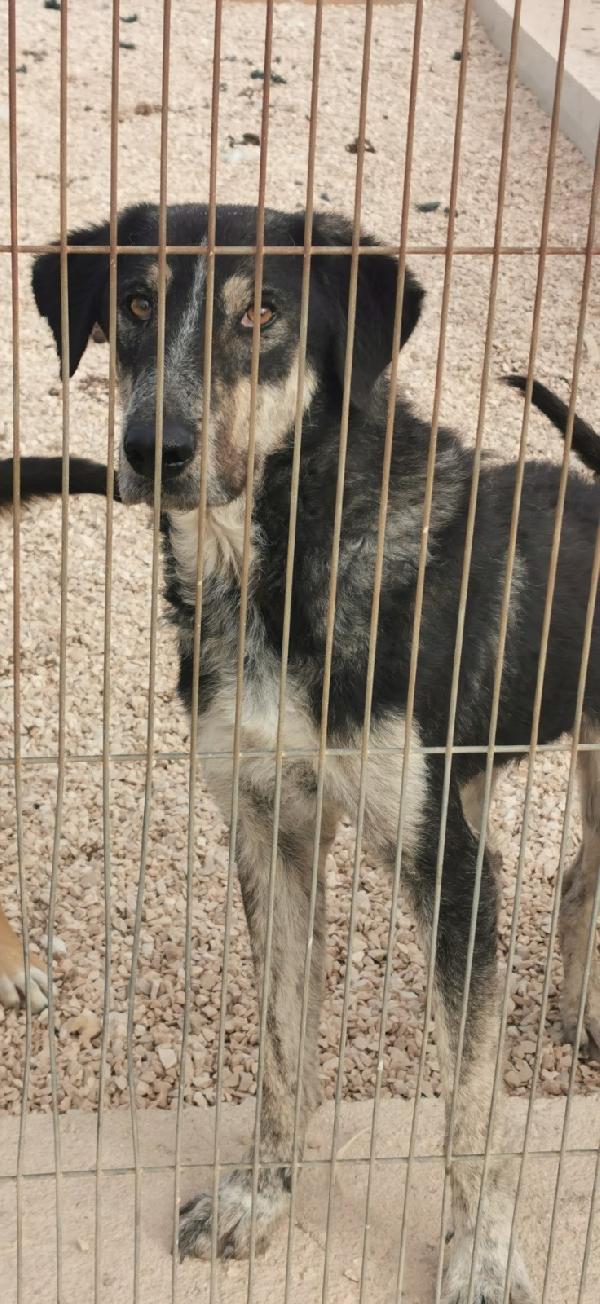 ❤️ Luca, 3 Anni In Canile… Sogna Solo Una Carezza