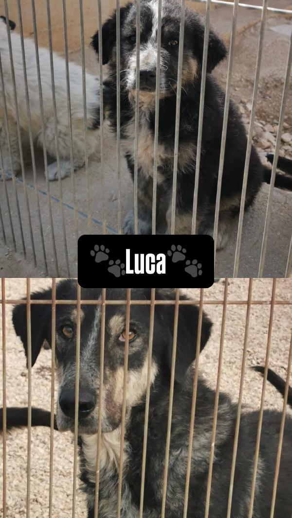 🐾💛Luca Cerca L'amore Di Una Casa 💕🧑🏻‍🧑🏻‍🧒🏻