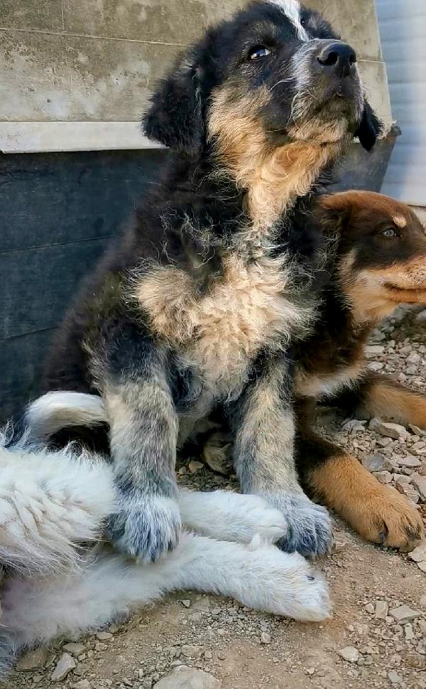 🐾💛Luca cerca l'amore di una casa 💕🧑🏻‍🧑🏻‍🧒🏻 Foto 2