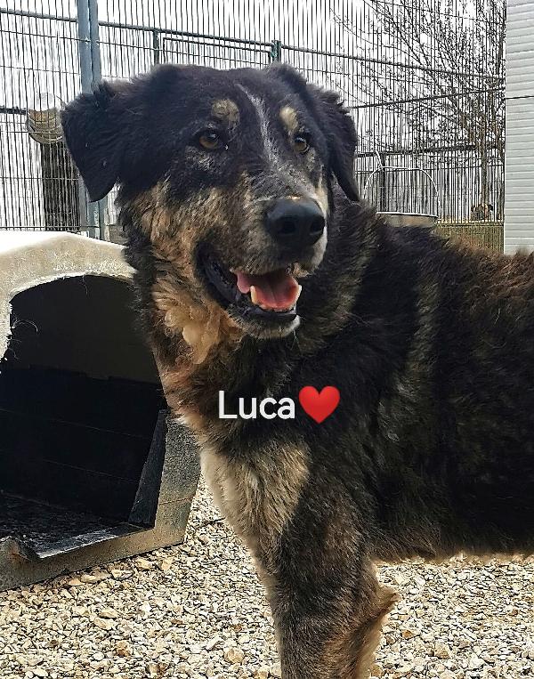 🐾💛Luca cerca l'amore di una casa 💕🧑🏻‍🧑🏻‍🧒🏻 Foto 5