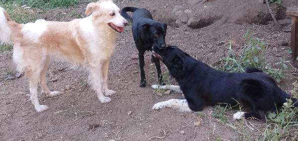 🐾 Rames, il cane dal cuore buono che ha perso tutto Foto 2