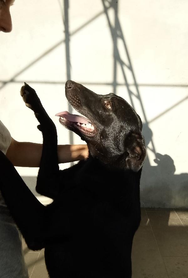 🐾 Rames, il cane dal cuore buono che ha perso tutto Foto 4