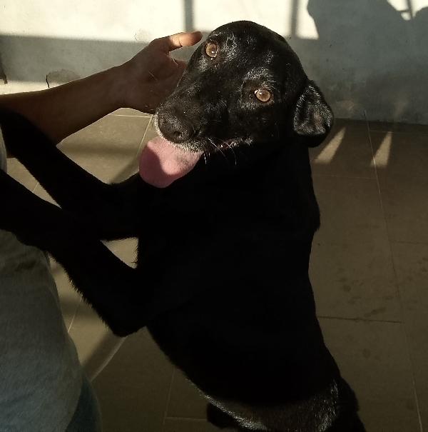 🐾 Rames, il cane dal cuore buono che ha perso tutto Foto 5