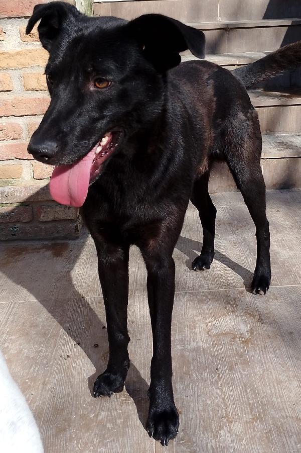 🐾 Rames, il cane dal cuore buono che ha perso tutto Foto 6