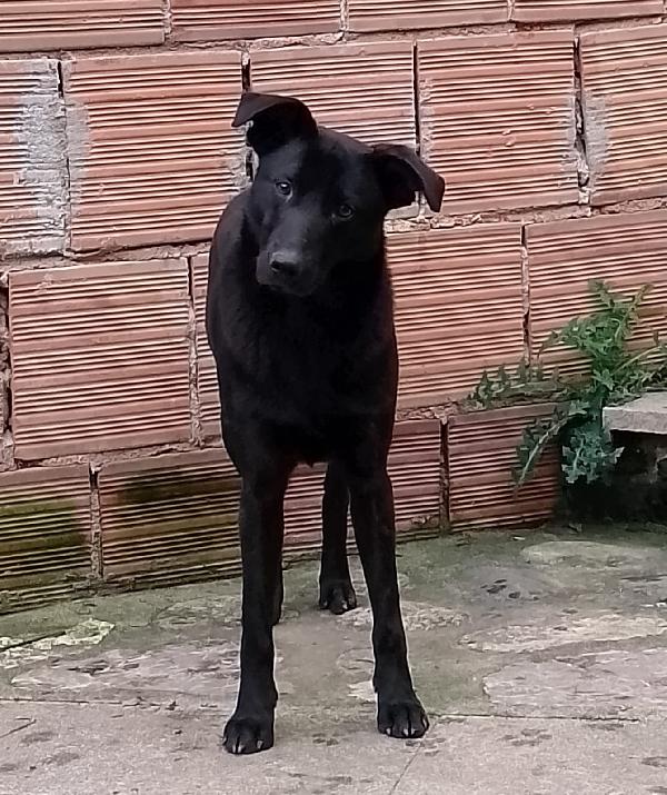 🐾 Rames, il cane dal cuore buono che ha perso tutto Foto 7