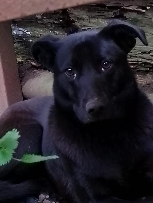 🐾 Rames, il cane dal cuore buono che ha perso tutto Foto 8