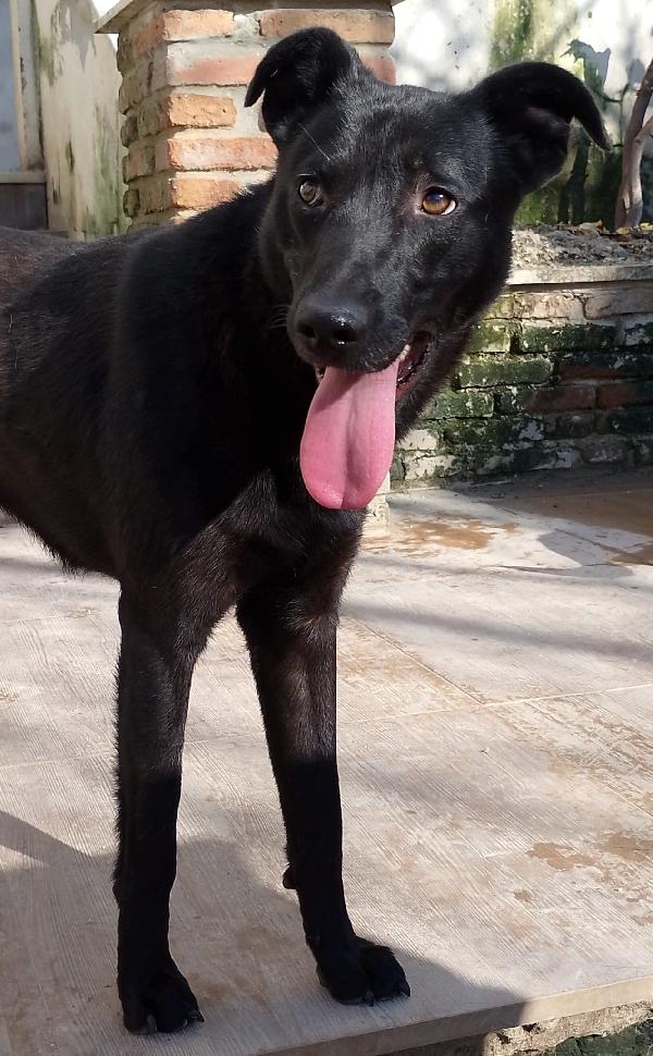 🐾 Rames, il cane dal cuore buono che ha perso tutto Foto 9
