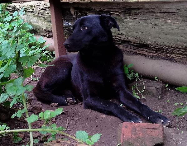🐾 Rames, il cane dal cuore buono che ha perso tutto Foto 10
