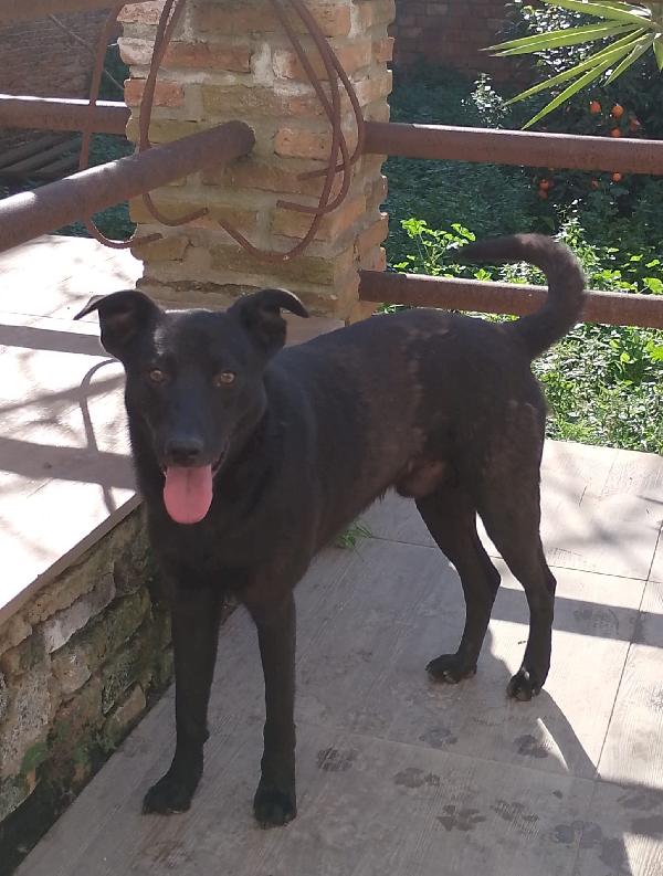 🐾💛Rames Cerca La Sua Famiglia , Vuoi Essere Tu? 💕🧑🏻‍🧑🏻‍🧒🏻