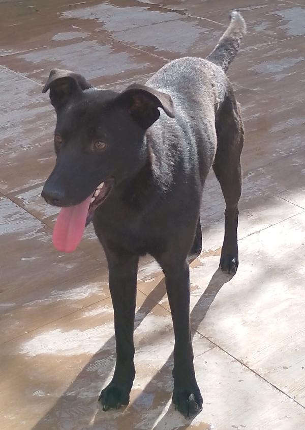 🐾💛Rames cerca la sua famiglia , vuoi essere tu? 💕🧑🏻‍🧑🏻‍🧒🏻 Foto 6