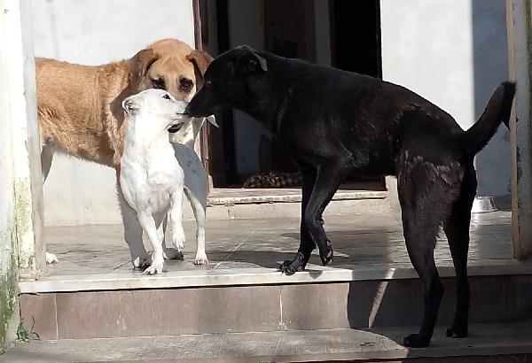 🐾💛Rames cerca la sua famiglia , vuoi essere tu? 💕🧑🏻‍🧑🏻‍🧒🏻 Foto 7