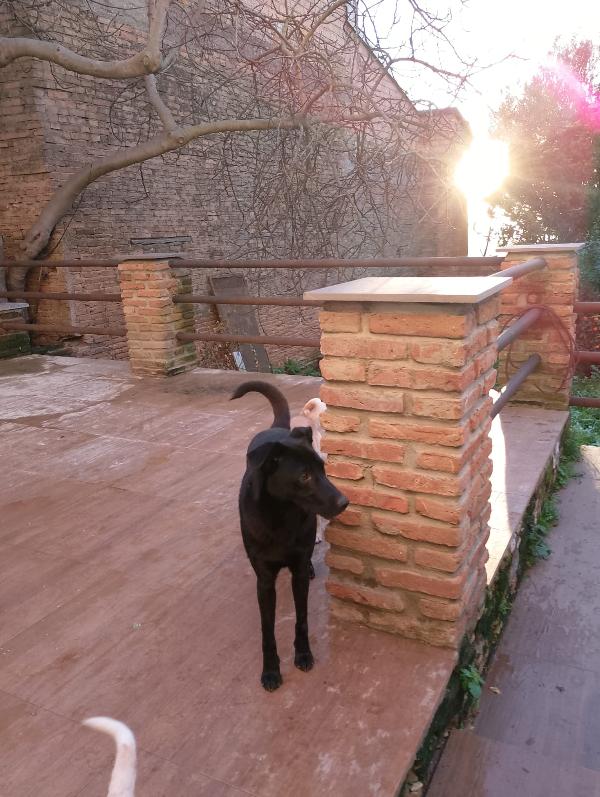 🐾💛Rames cerca la sua famiglia , vuoi essere tu? 💕🧑🏻‍🧑🏻‍🧒🏻 Foto 8