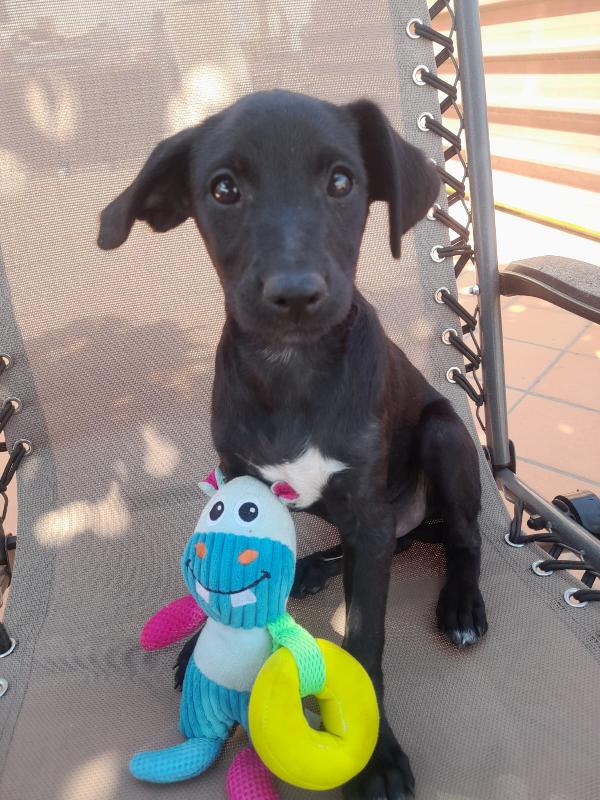 ❤️ Simba, Un Cuoricino Salvato Dall’abbandono