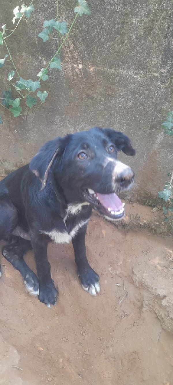 🐾 Zeus, il giovane cagnolino che sogna una famiglia Foto 5