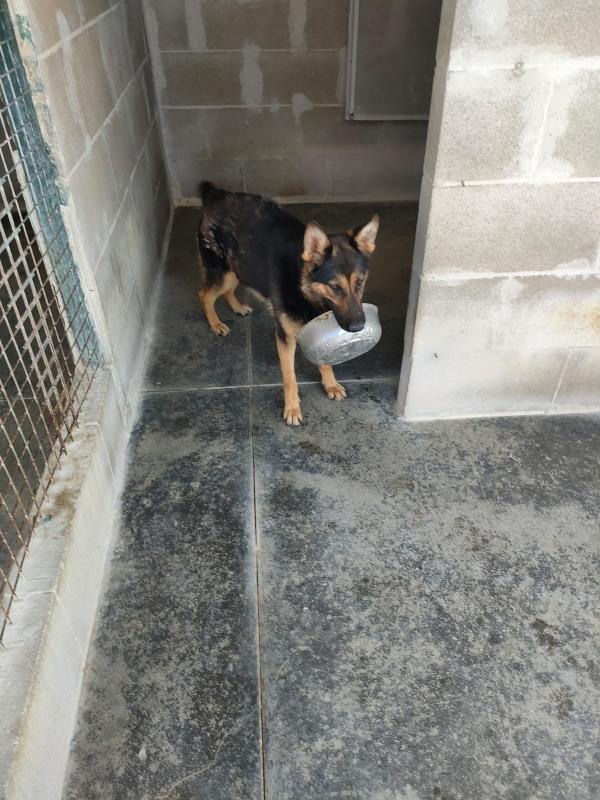 🐾 Zoe, la giovane Pastore Tedesco che cerca la sua occasione Foto 2