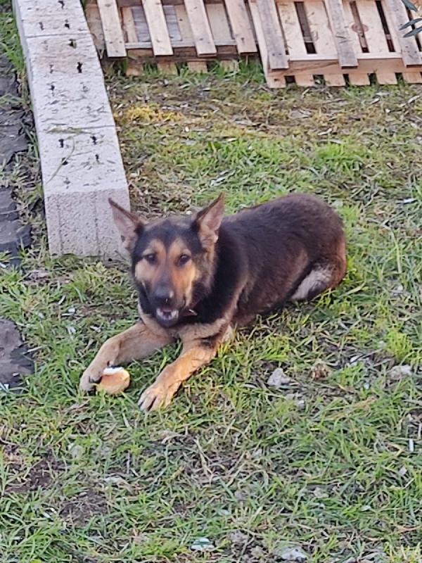 🐾 Zoe, la giovane Pastore Tedesco che cerca la sua occasione Foto 3