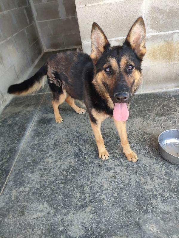 🐾 Zoe, la giovane Pastore Tedesco che cerca la sua occasione Foto 6