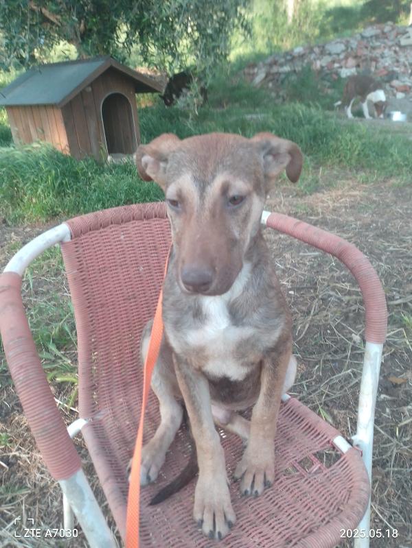 🐾 Stefhan, cucciolo sopravvissuto in cerca di una casa Foto 5