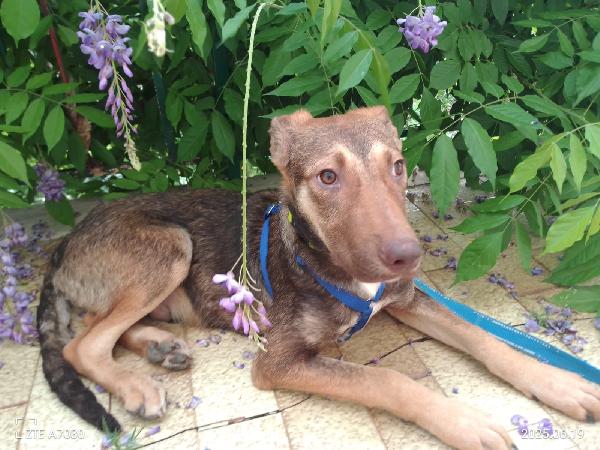 🐾 Stefhan, cucciolo sopravvissuto in cerca di una casa Foto 10
